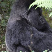  Munyinya, Silverback Gorilla (Rwanda)